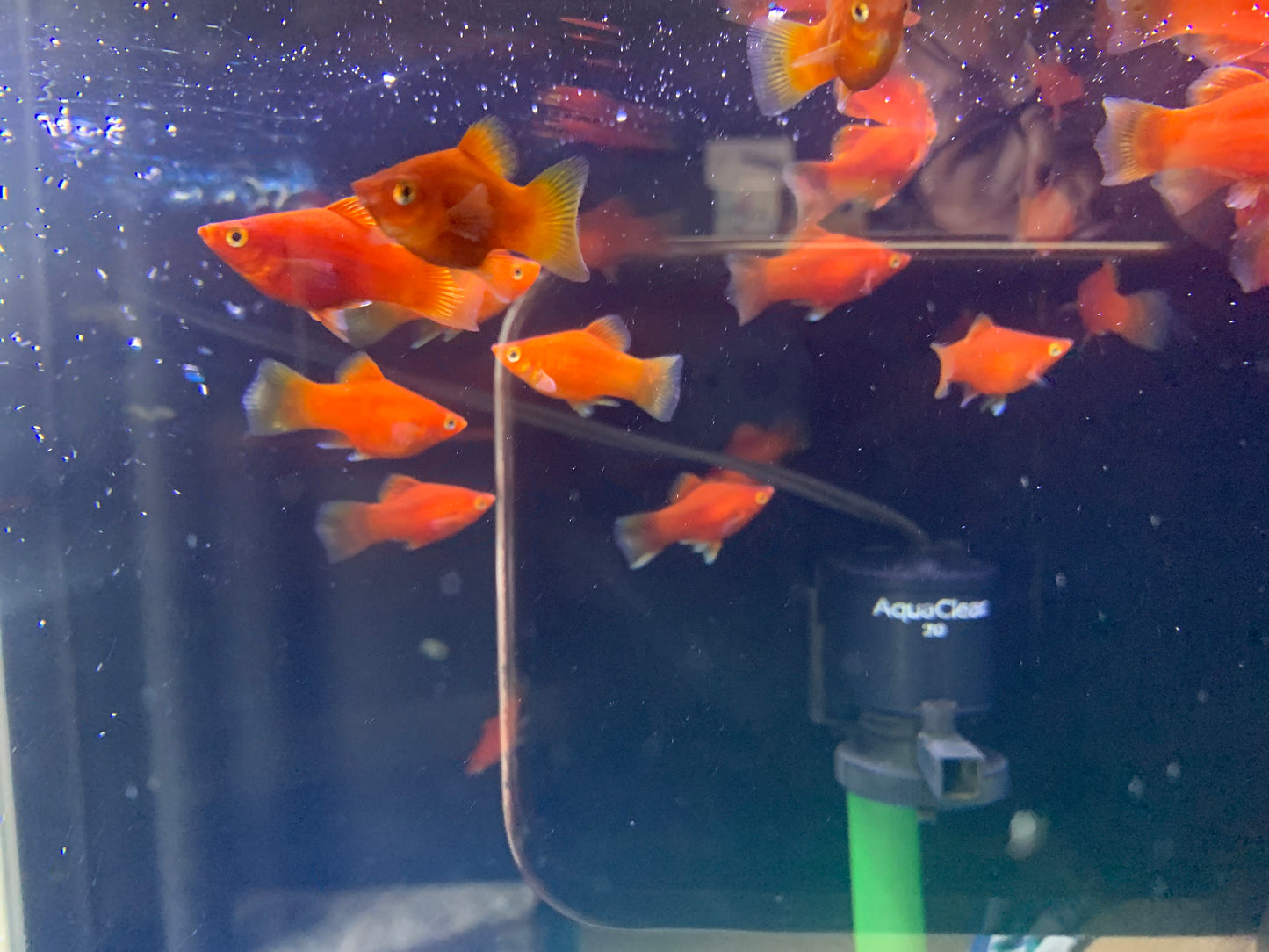 Red Platy