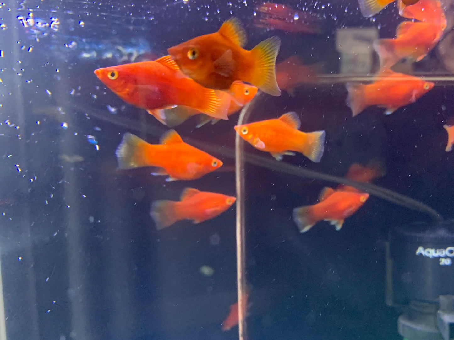 Red Platy
