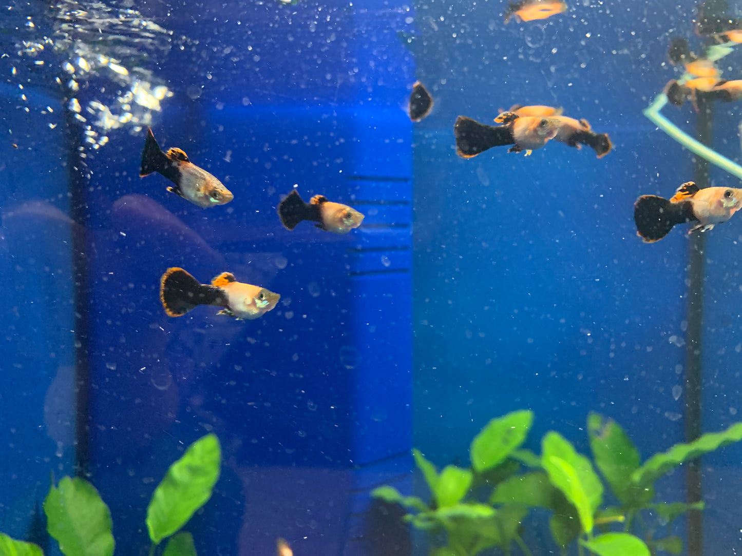 Pink Tuxedo Guppies