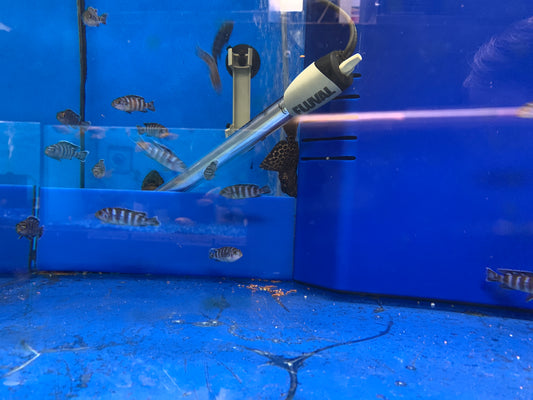 Demasoni Cichlid