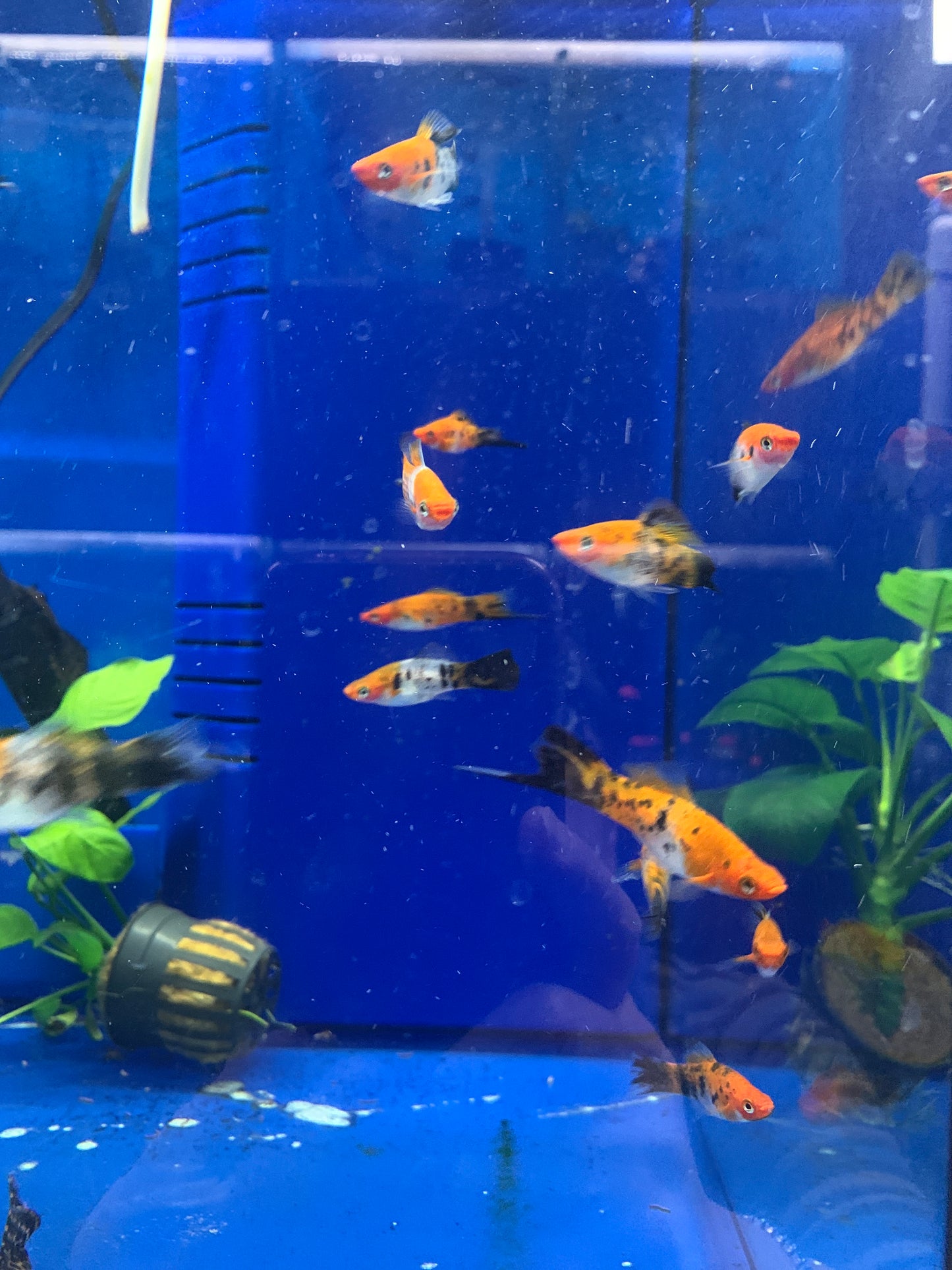 Calico swordtail