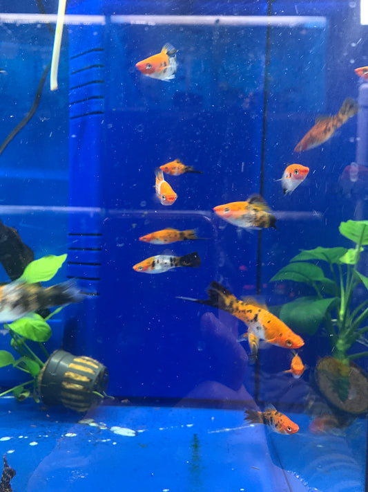 Calico swordtail