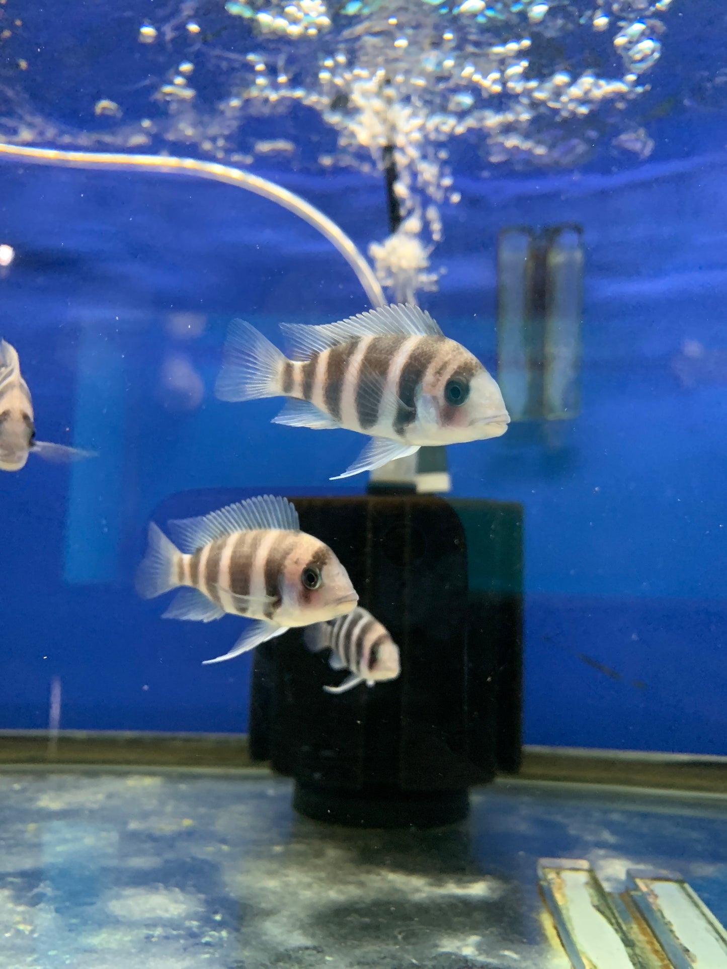 Frontosa Burundi Cichlid