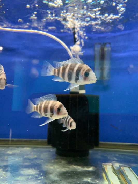 Frontosa Burundi Cichlid