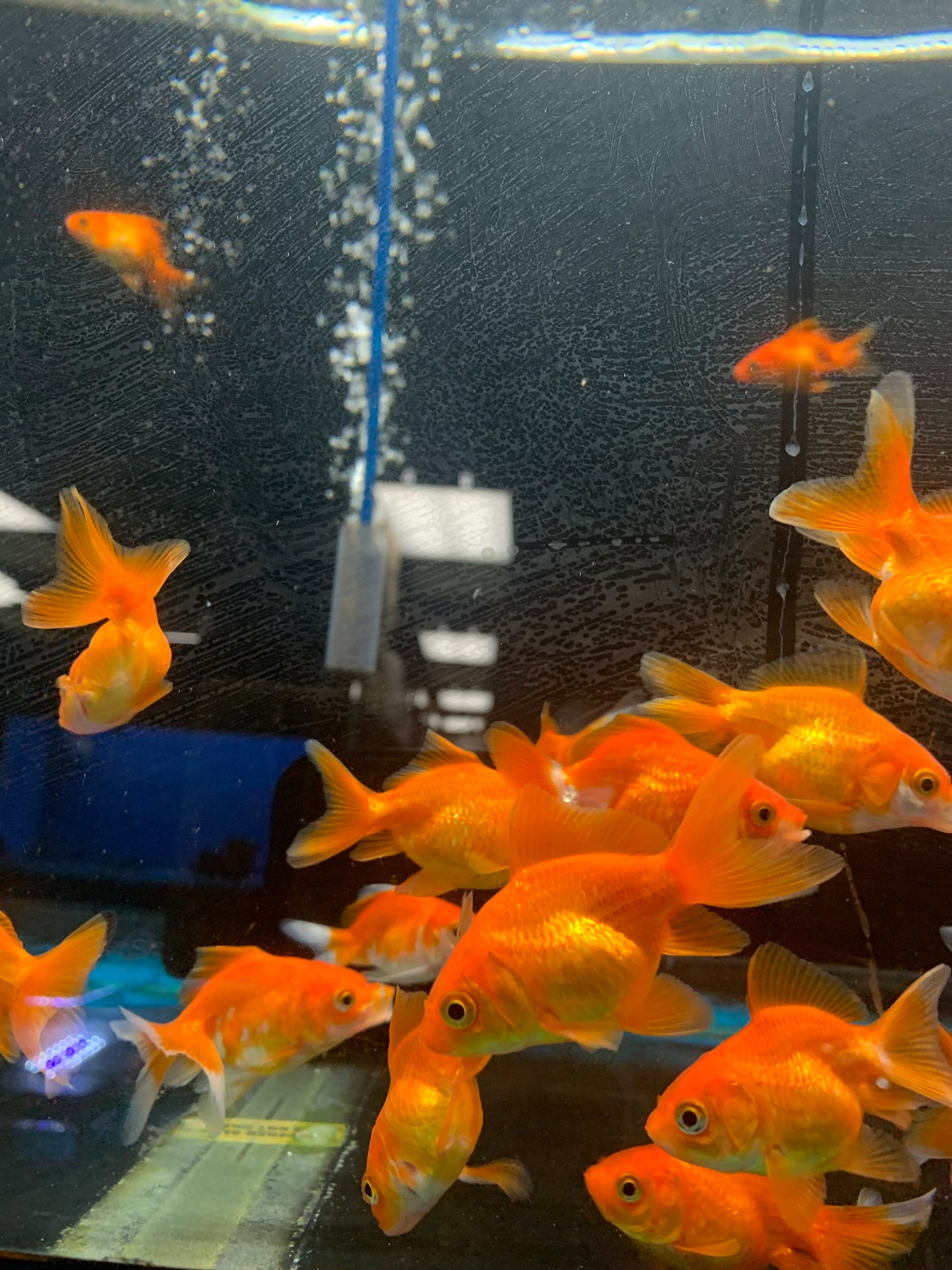 Fantail  Goldfish