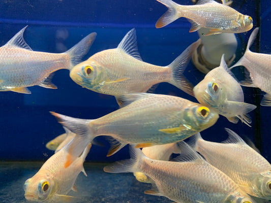 Albino Tinfoil Barb
