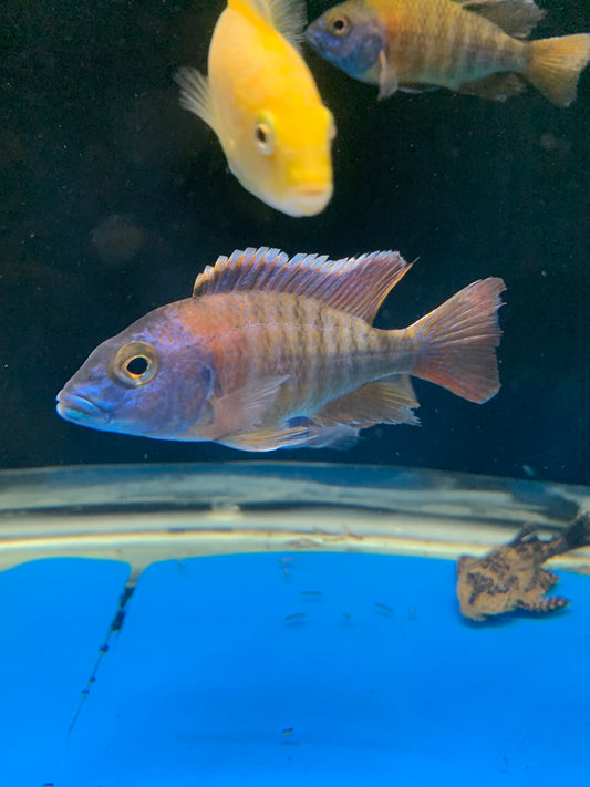 Red Nyassae Peacock