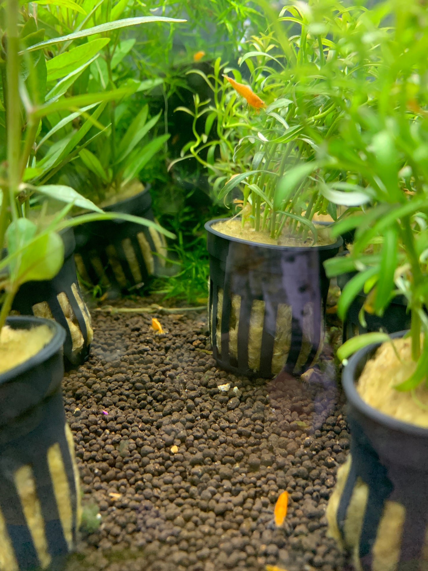 Fire Red Shrimp (Set of 3)