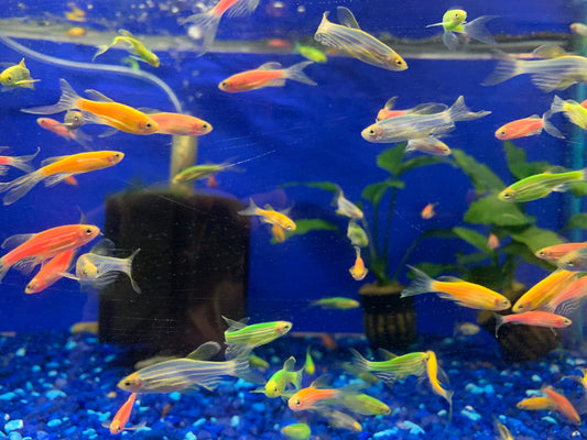 Blue long fin Danio (Set of 3)