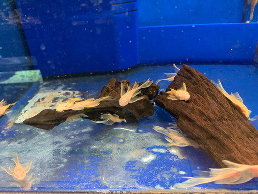 Albino Longfin Pleco