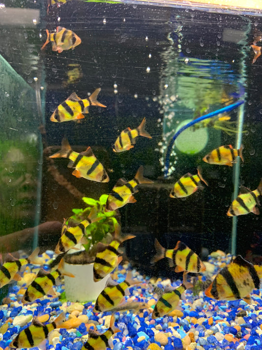 Electric green tiger barb