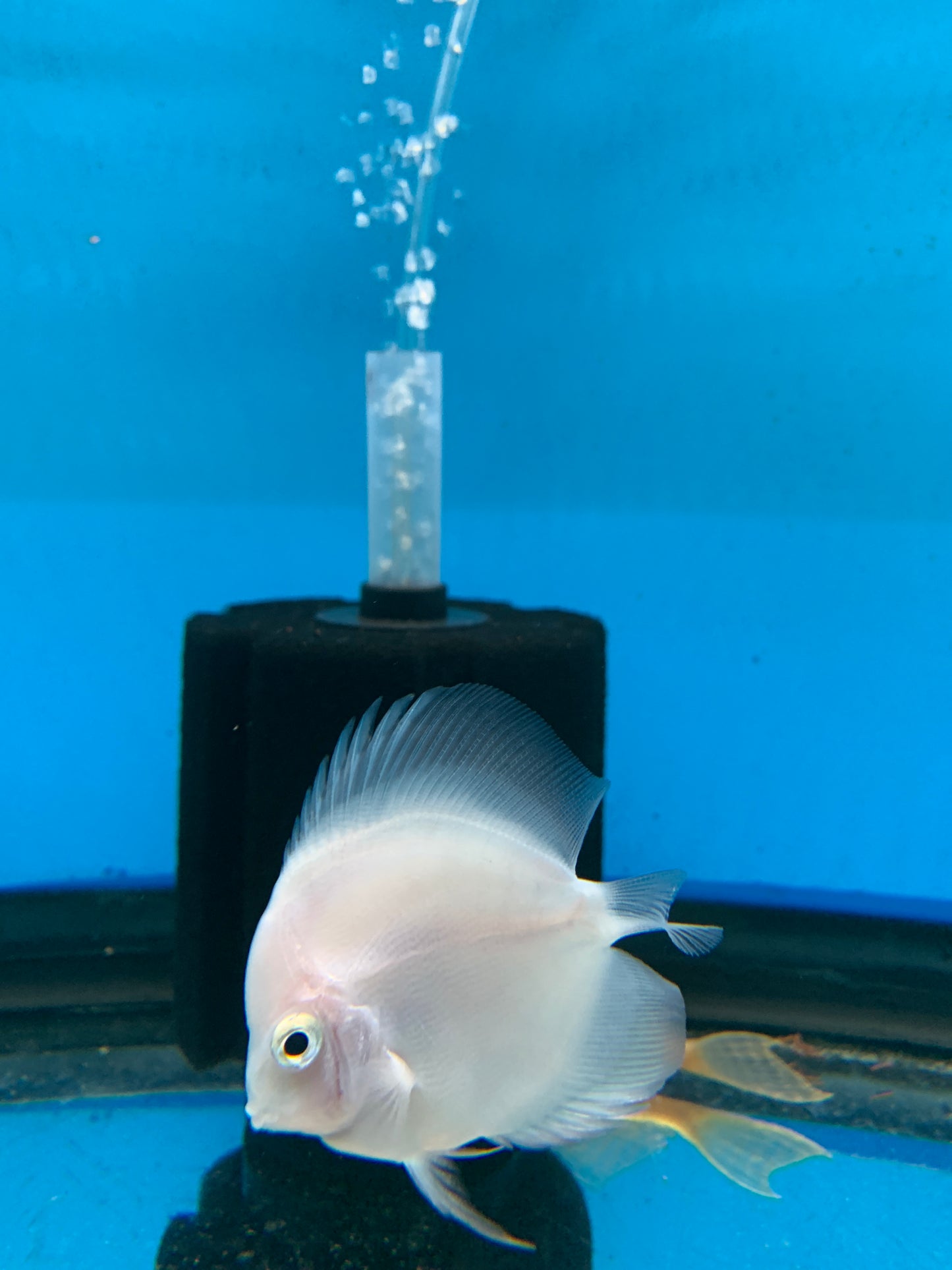 White diamond Discus