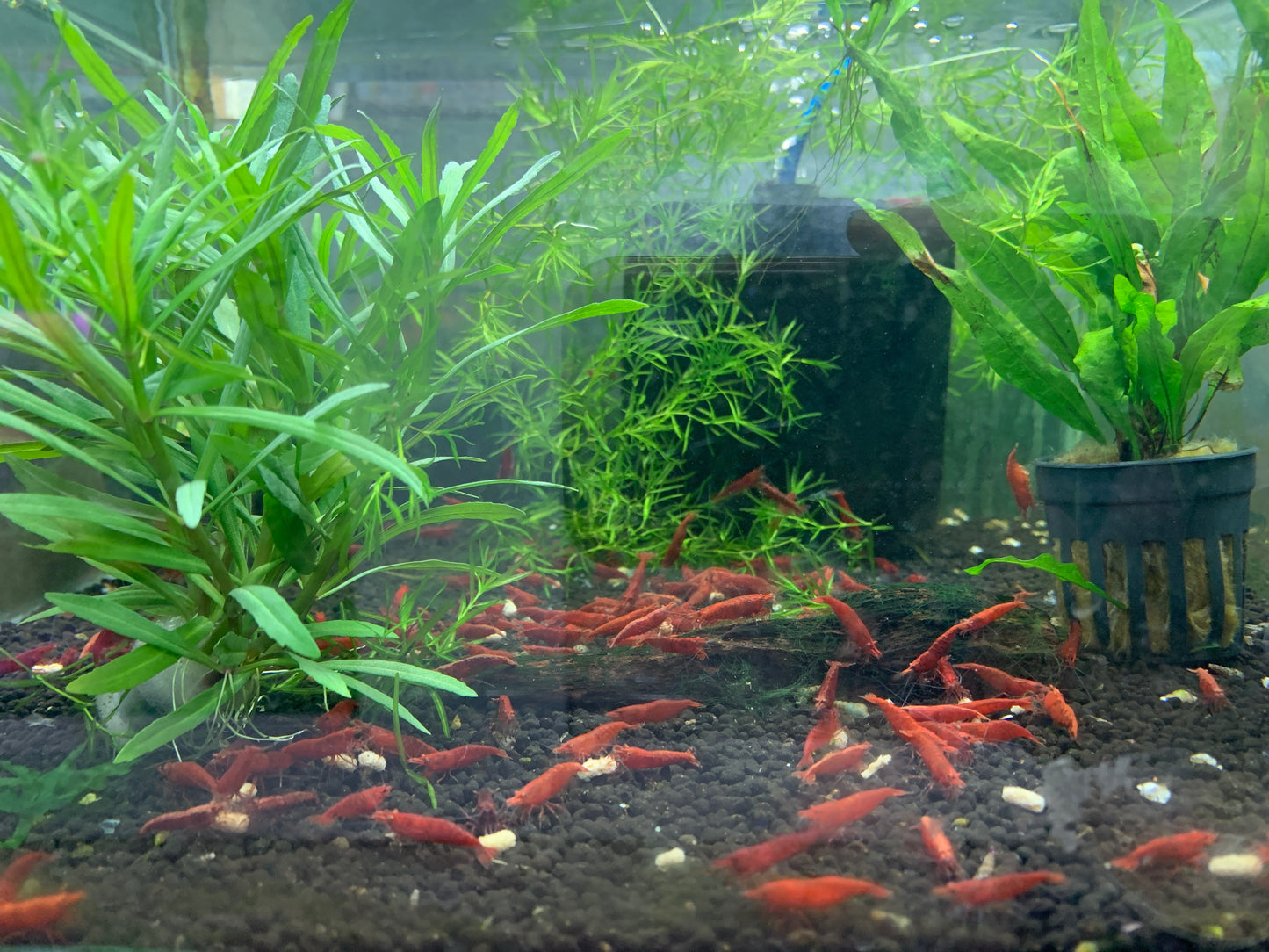 Fire Red Shrimp (Set of 3)