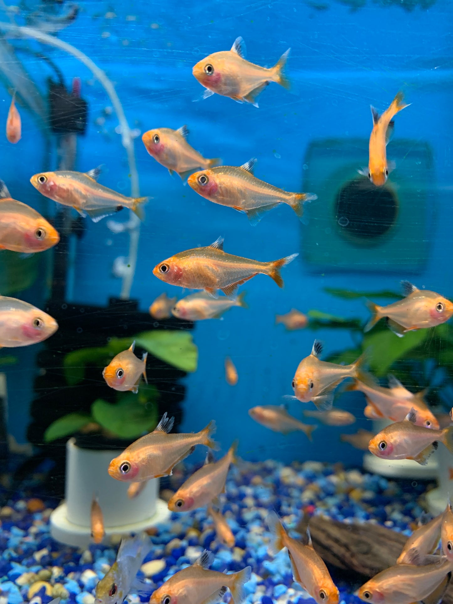 Flam Tetra