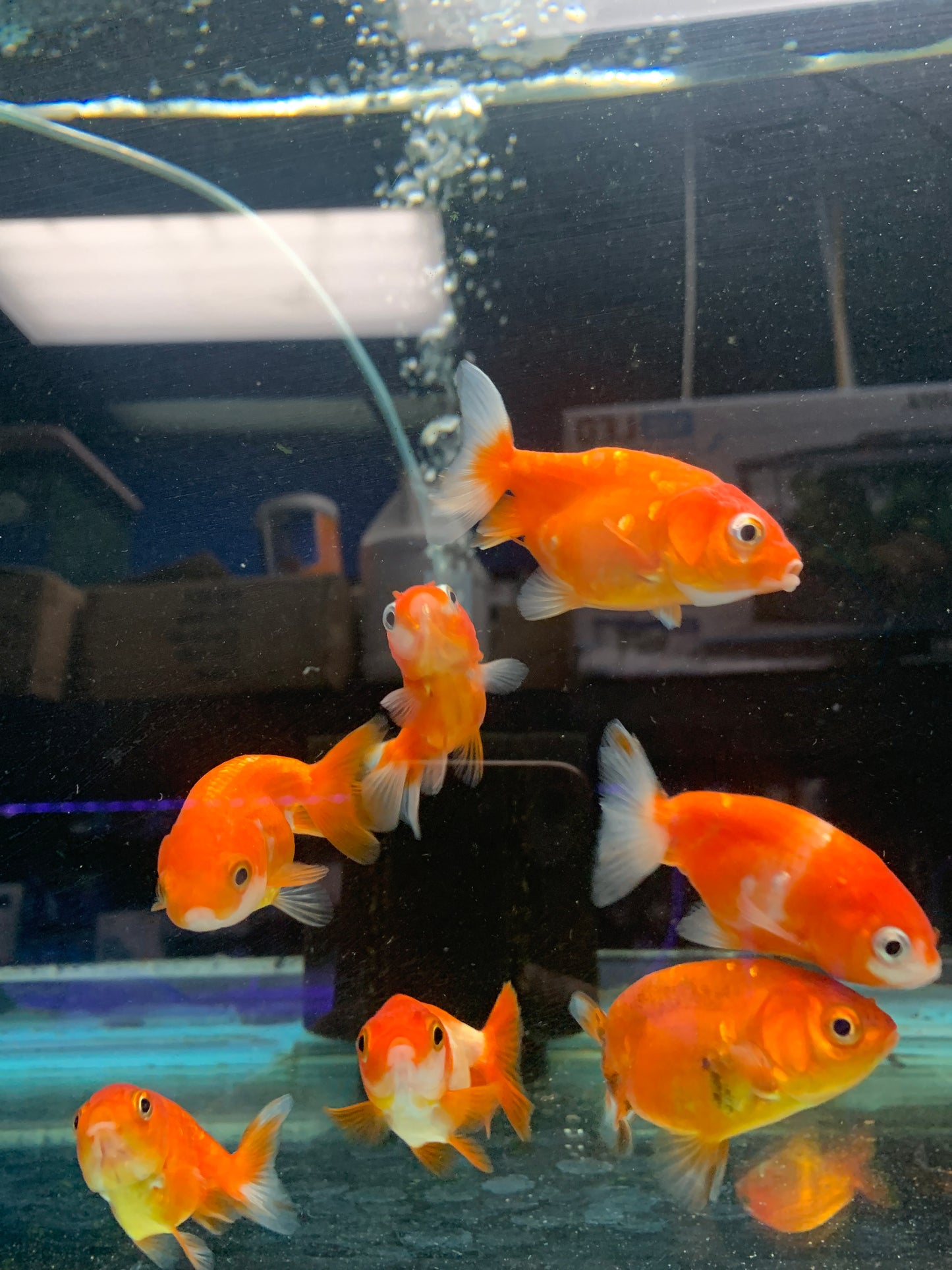 Red White Ranchu / Black Ranchu Goldfish