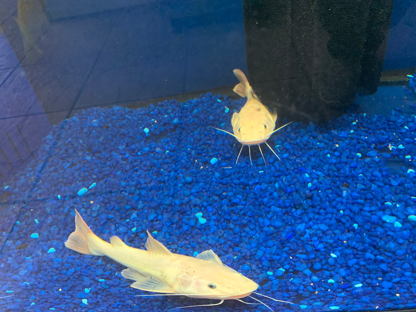 Redtail Catfish