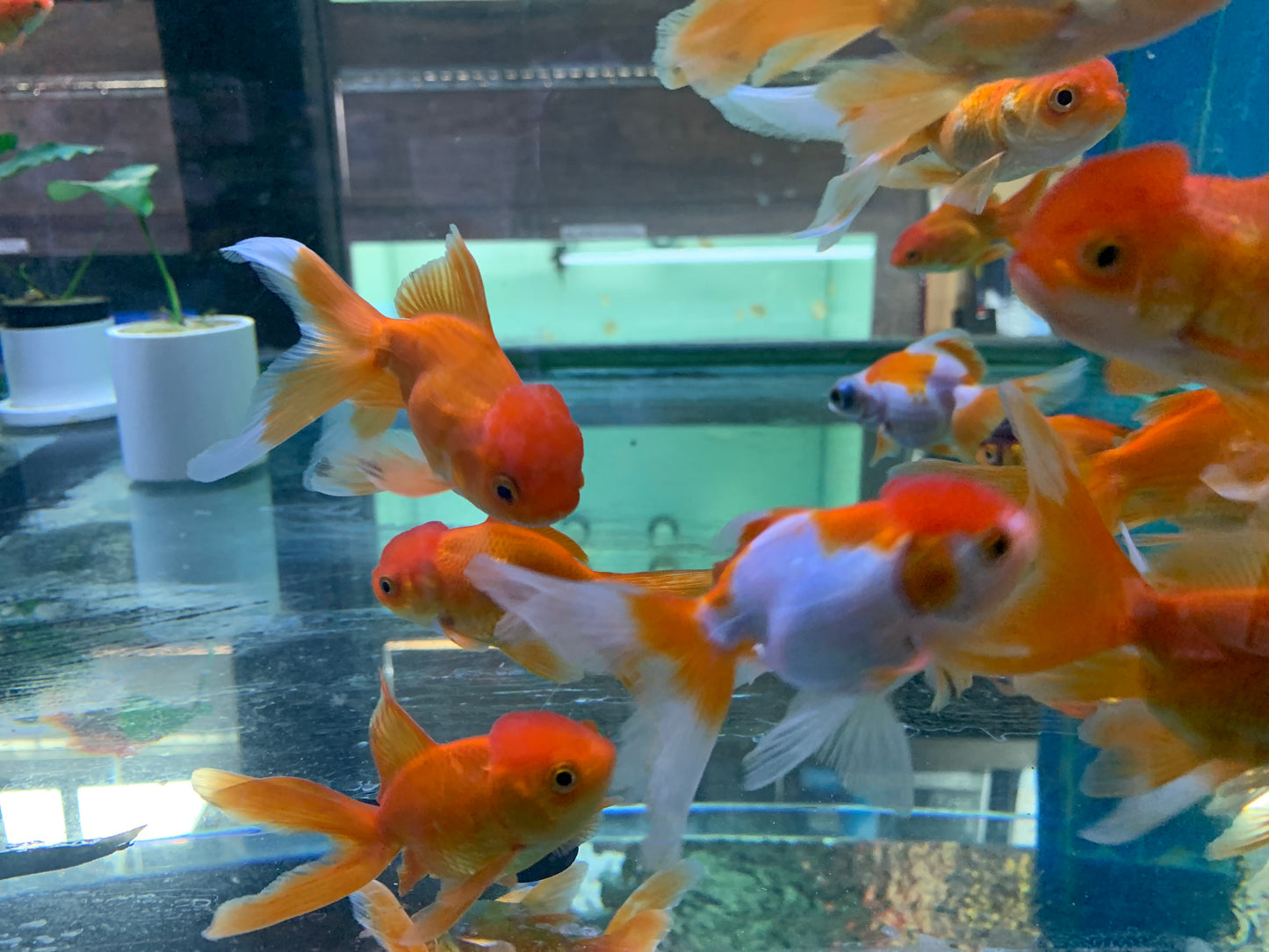 Oranda goldfish