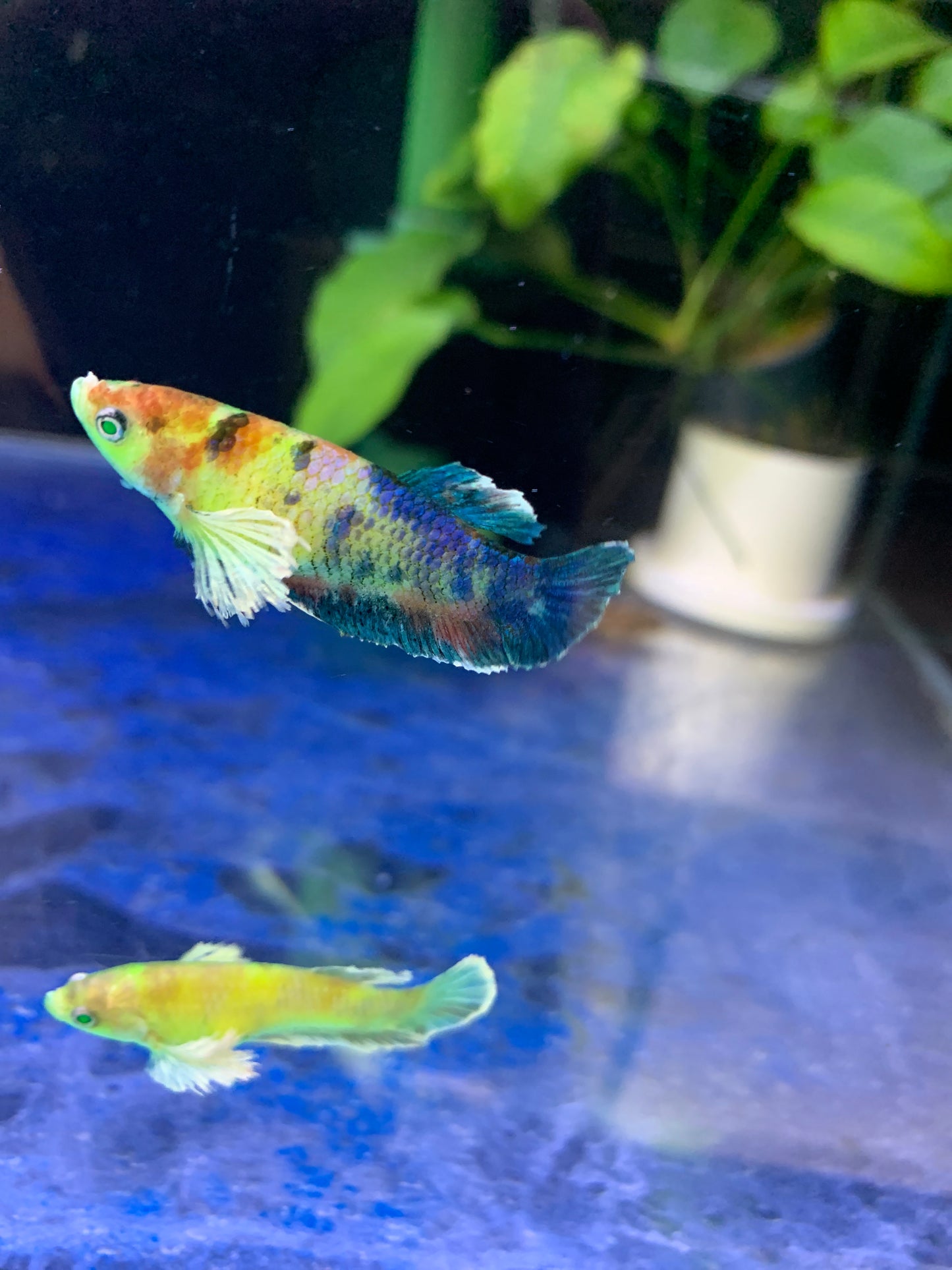 Nemo Neon Plakat Betta Fish (female)