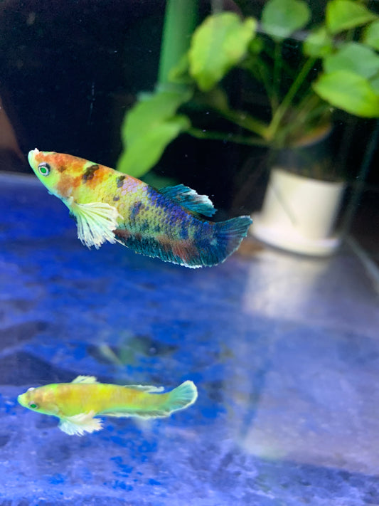 Nemo Neon Plakat Betta Fish (female)