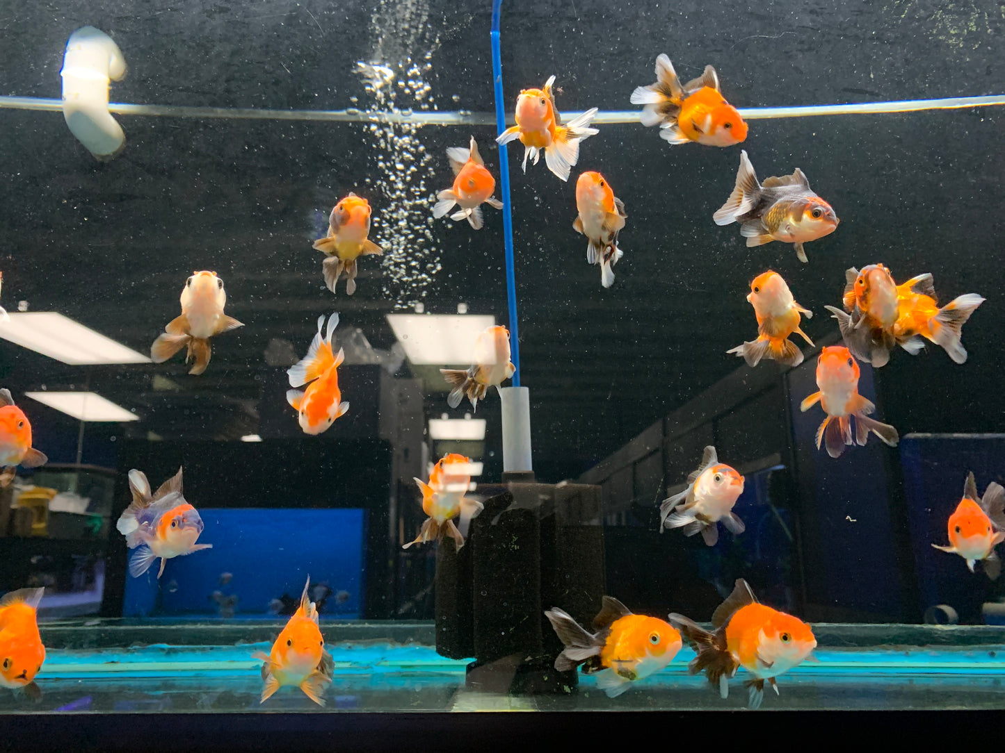 Oranda 5-6cm