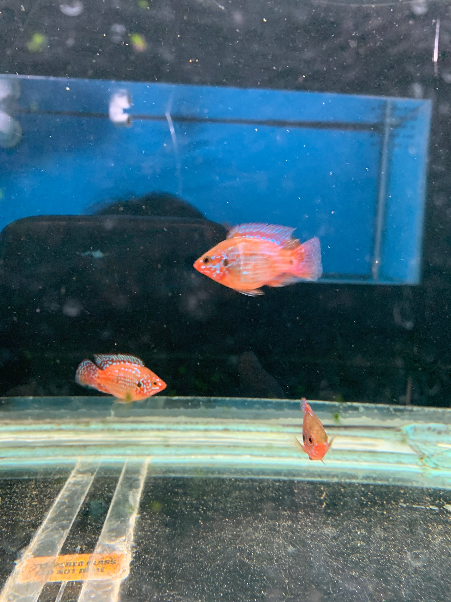 Blood Jewel Cichlid