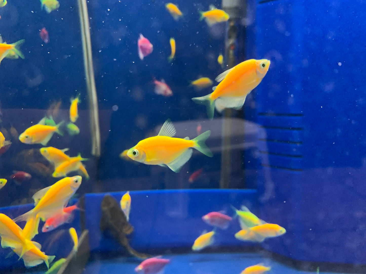 Glow Fish