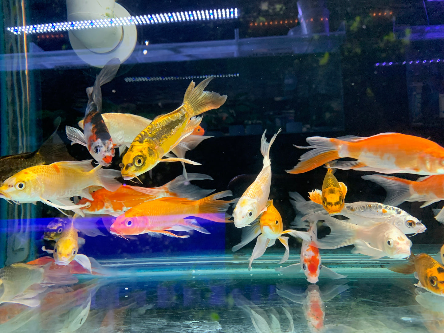 Butterfly Koi