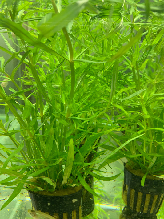 Pogostemon stellatus octopus