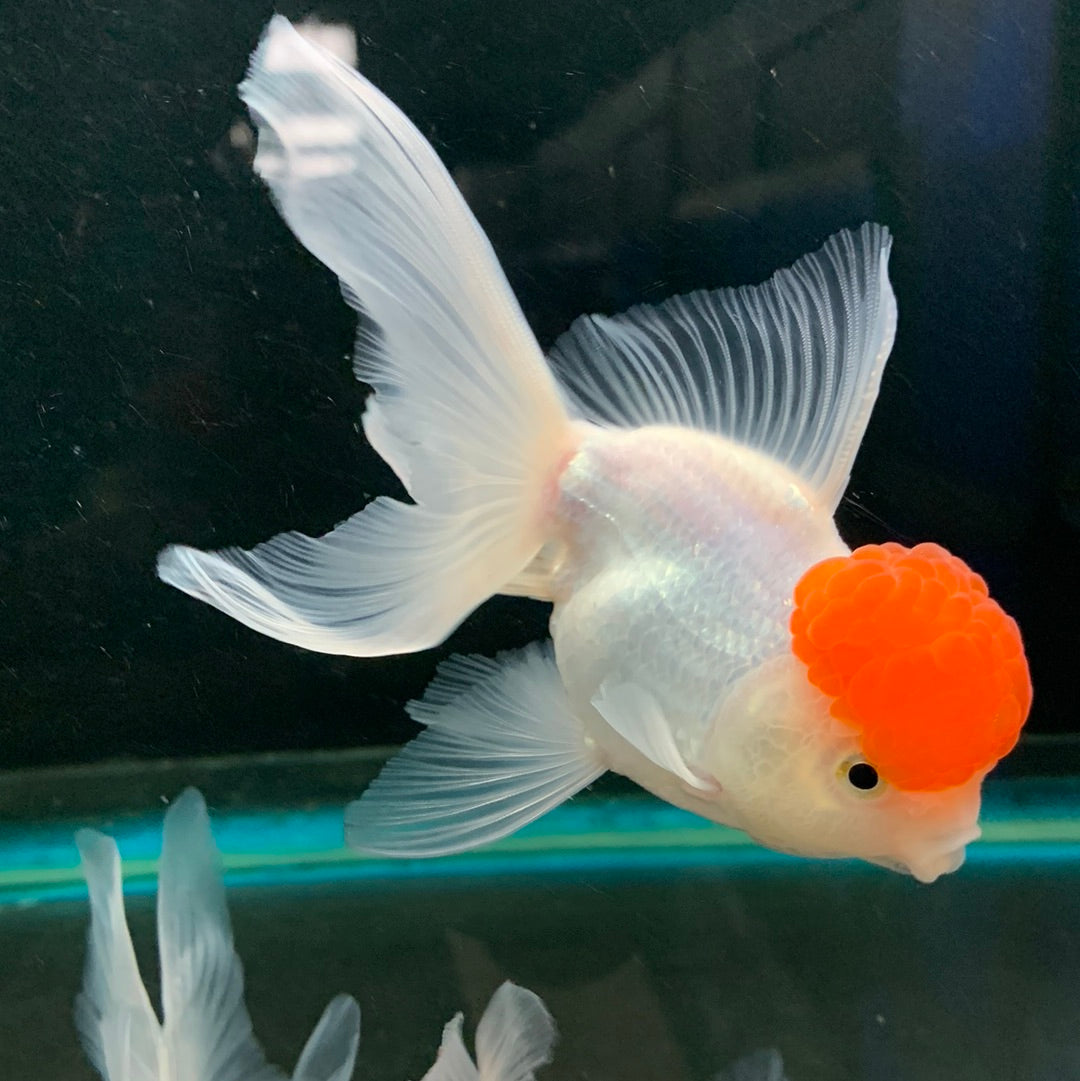 Redcap Goldfish