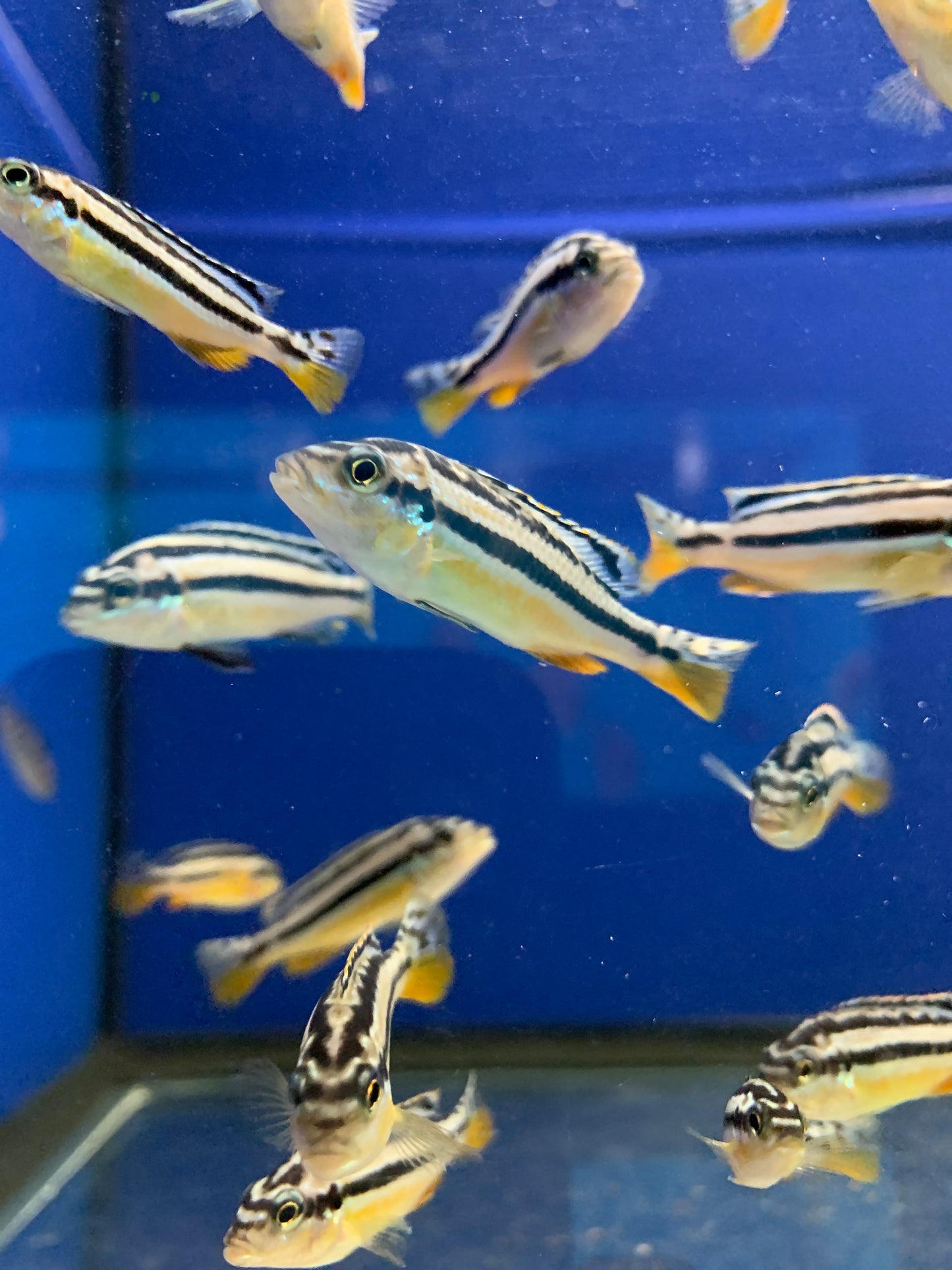 Golden Mbuna