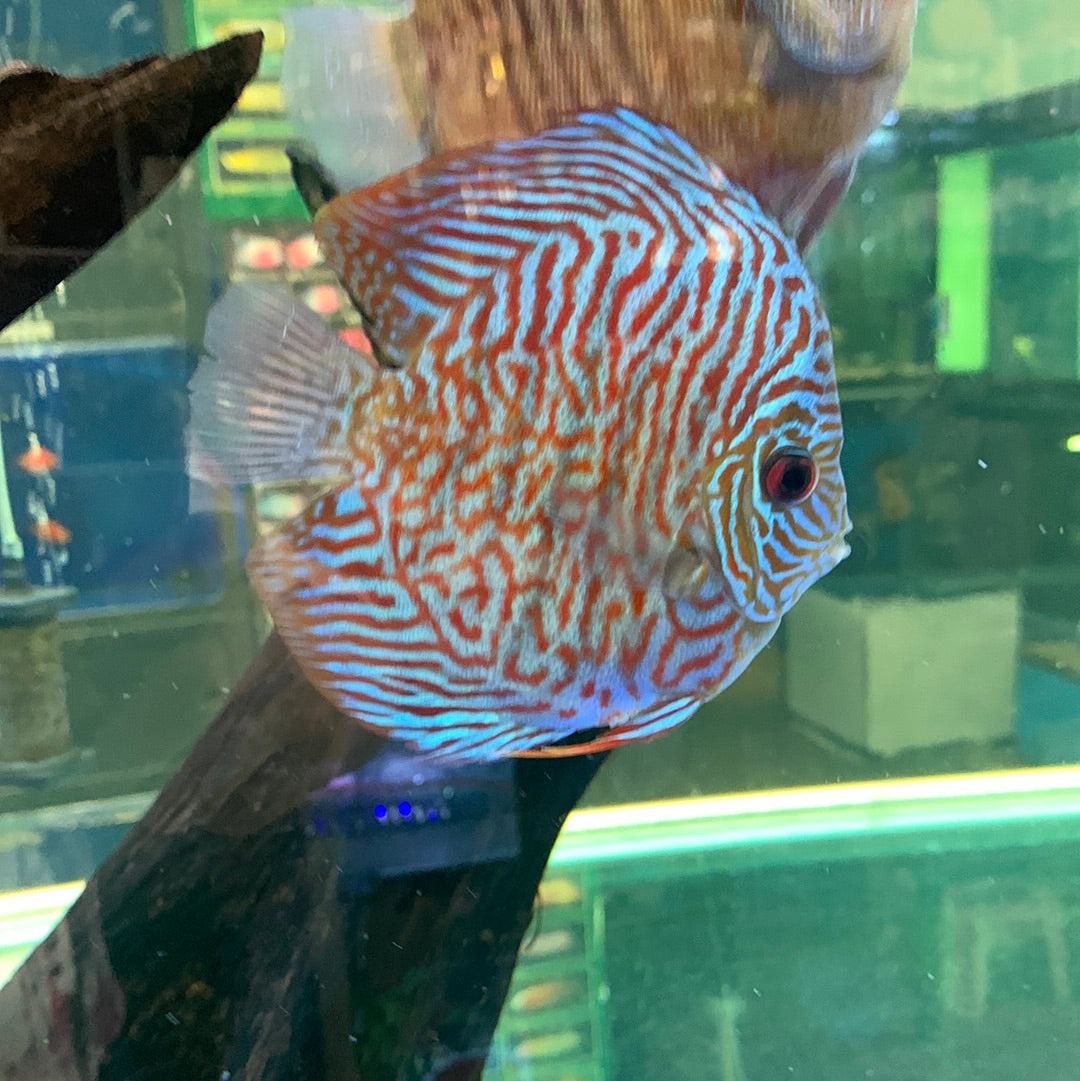 Red Tiger Discus