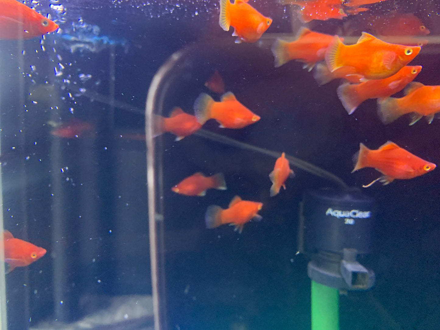 Red Platy