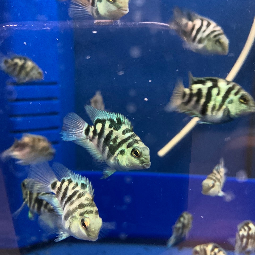 Blue polar parrot cichlid