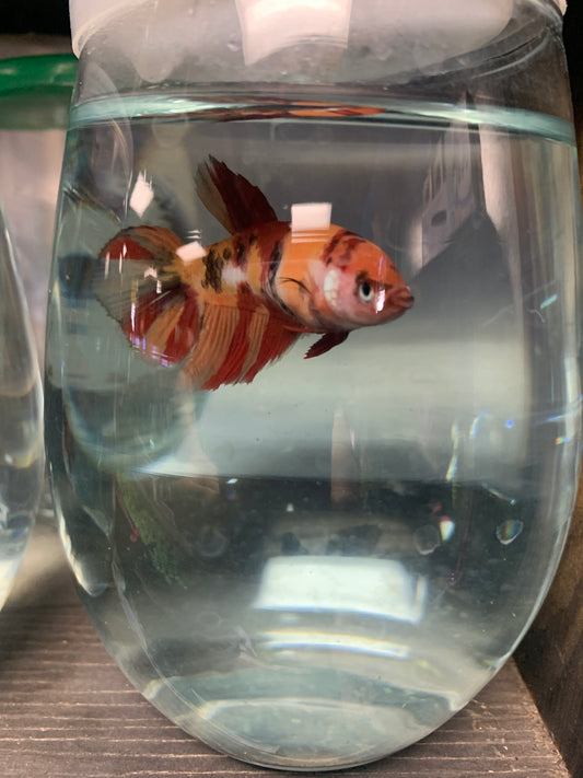 Koi Betta Fish (Male)