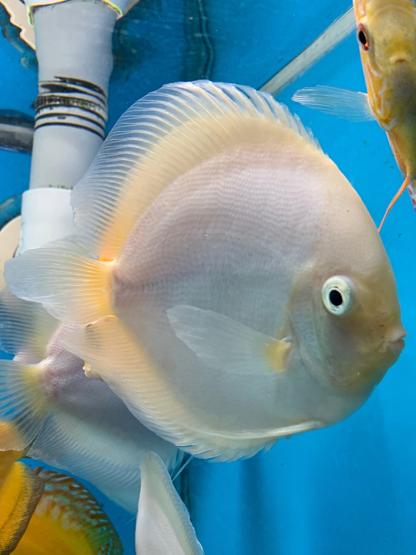 White diamond Discus