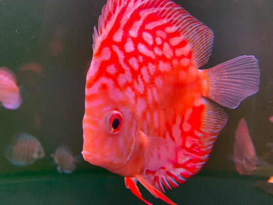 Super checkerboard Discus
