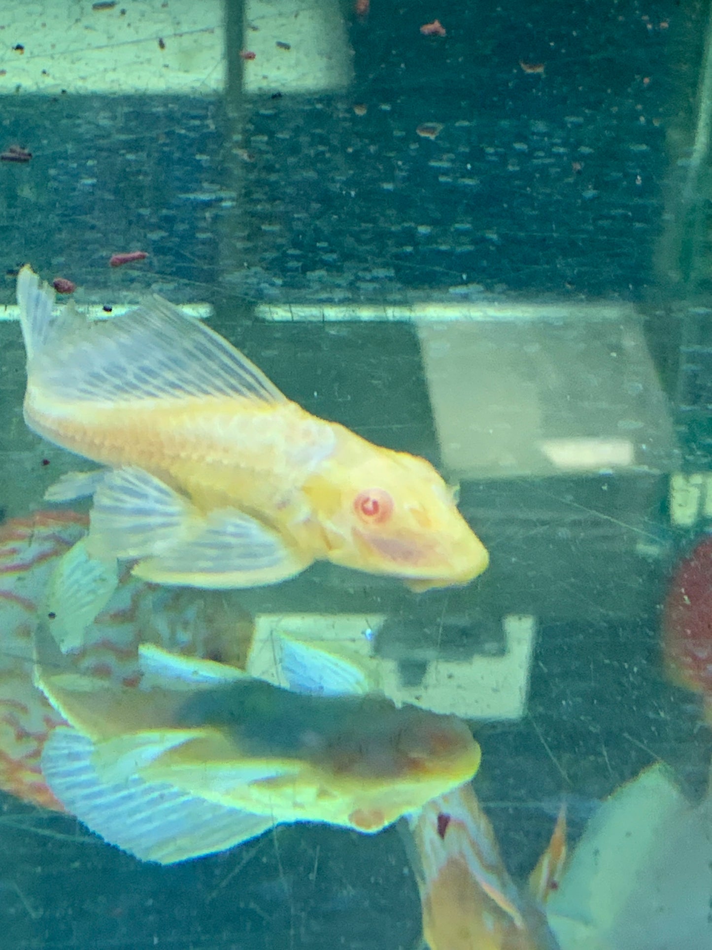 Albino Pleco