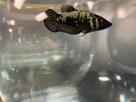 Superdelta Black Samurai Betta Fish (Female)