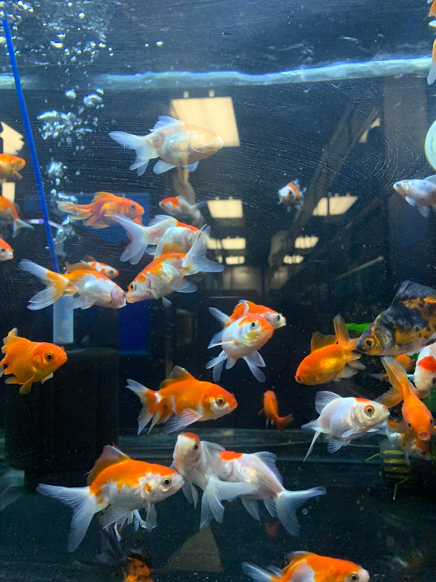 Fantail  Goldfish