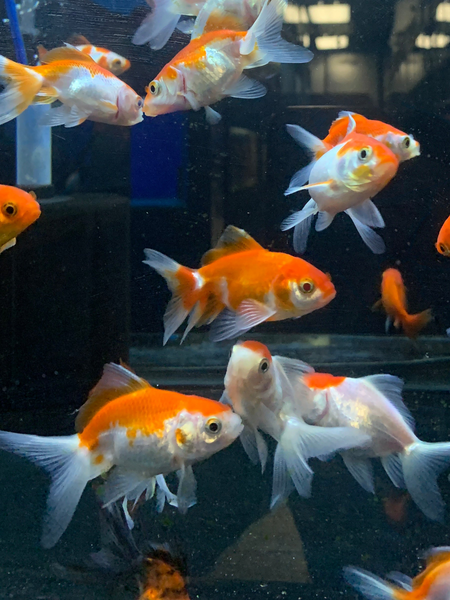 Fantail  Goldfish