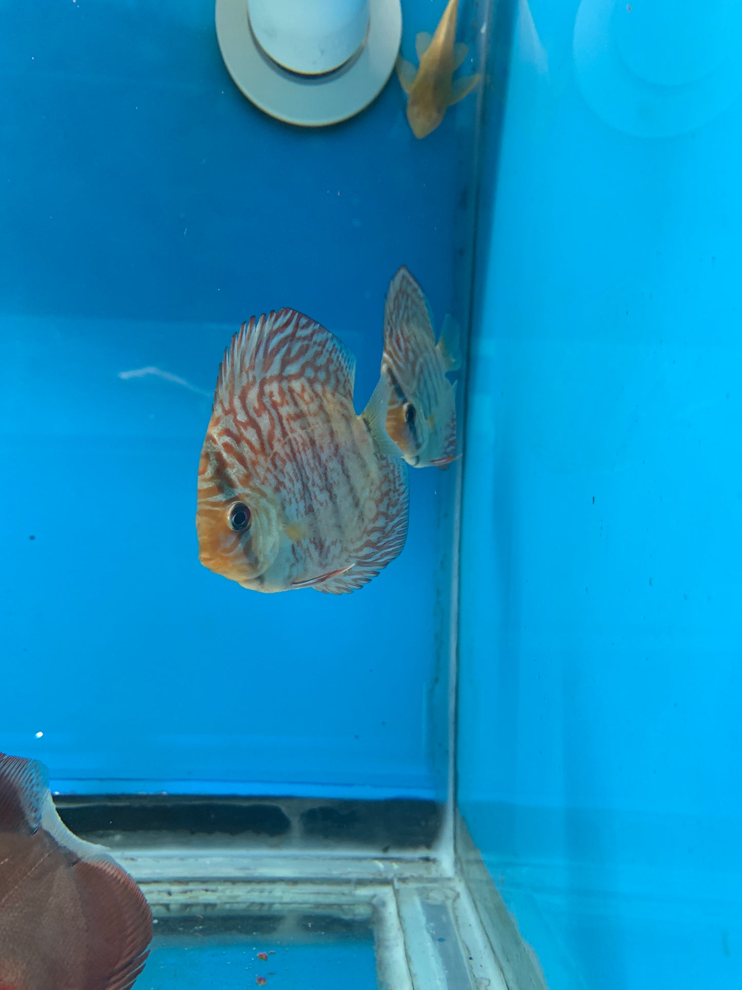 Red Turquoise Discus