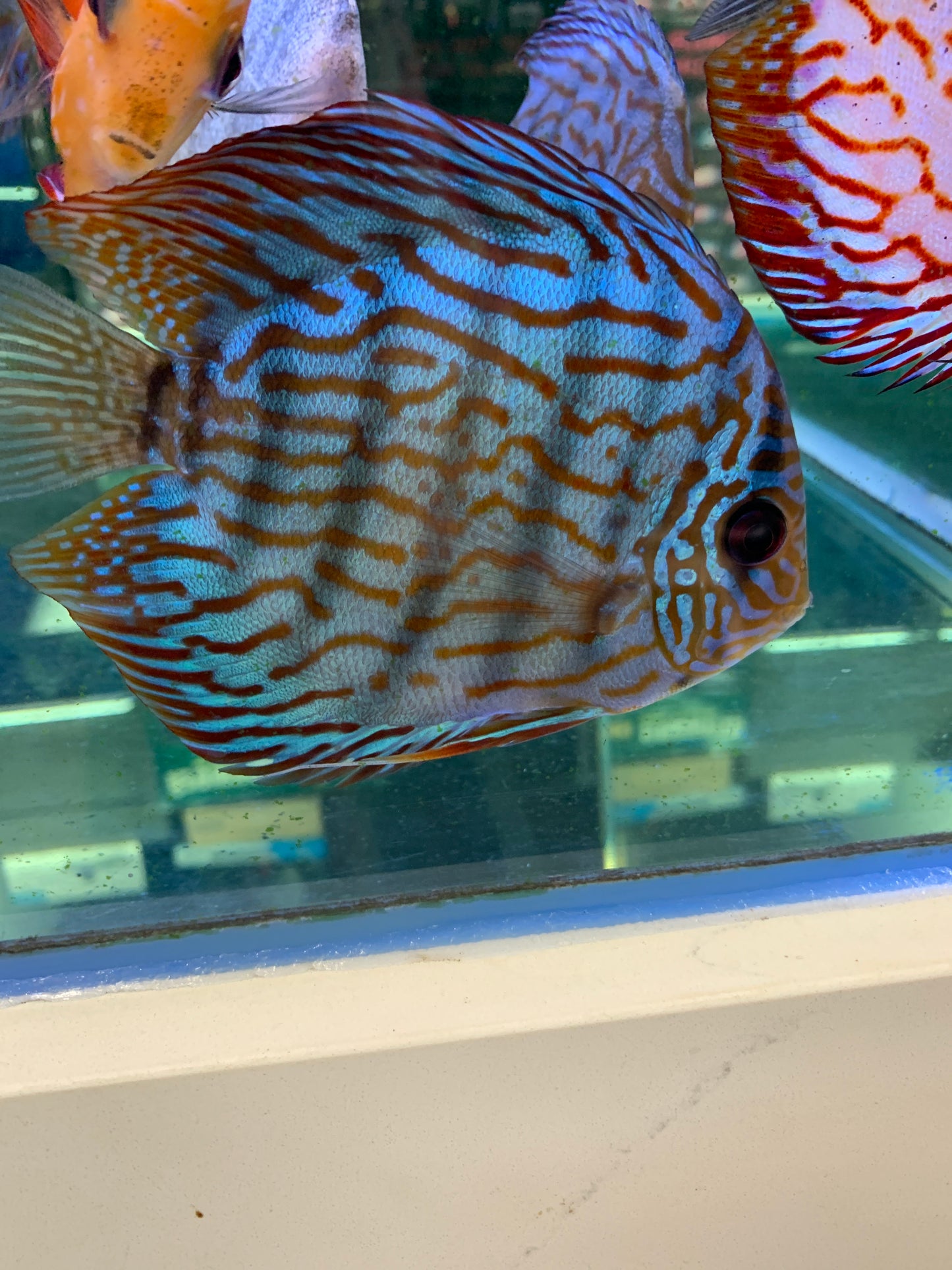 Blue Turquoise Discus