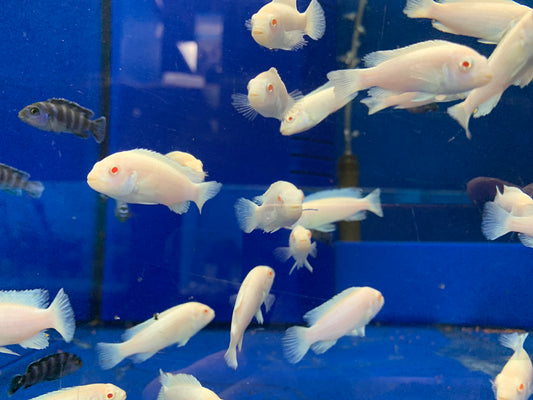 Snow Cichlid