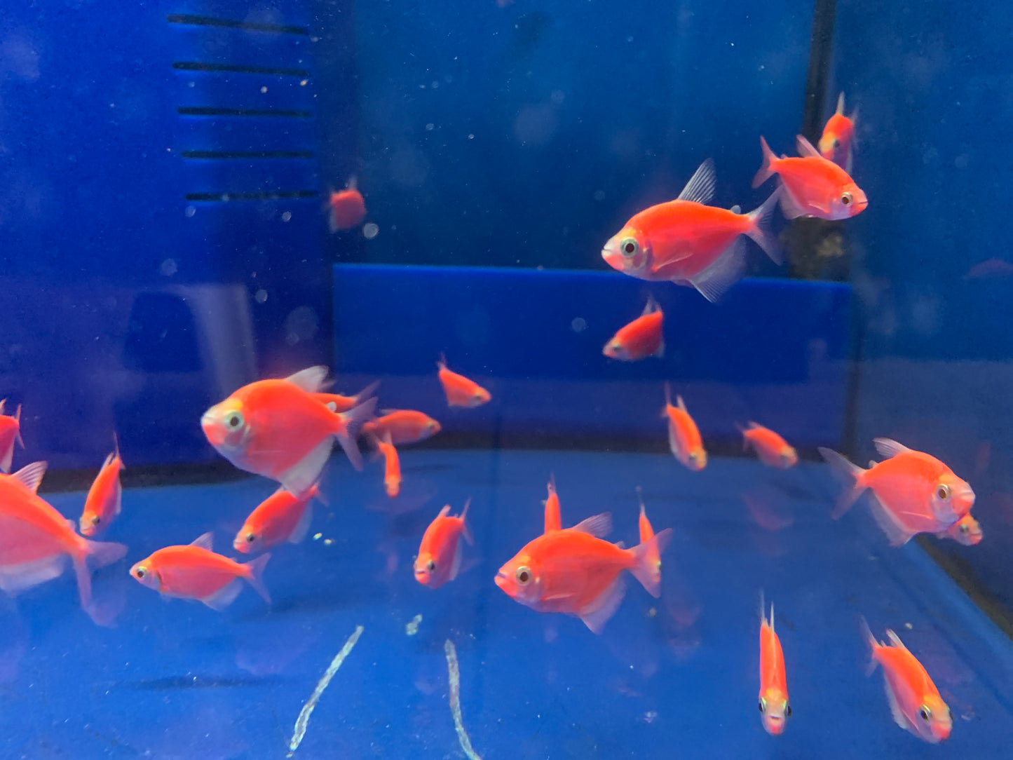 Glow Fish