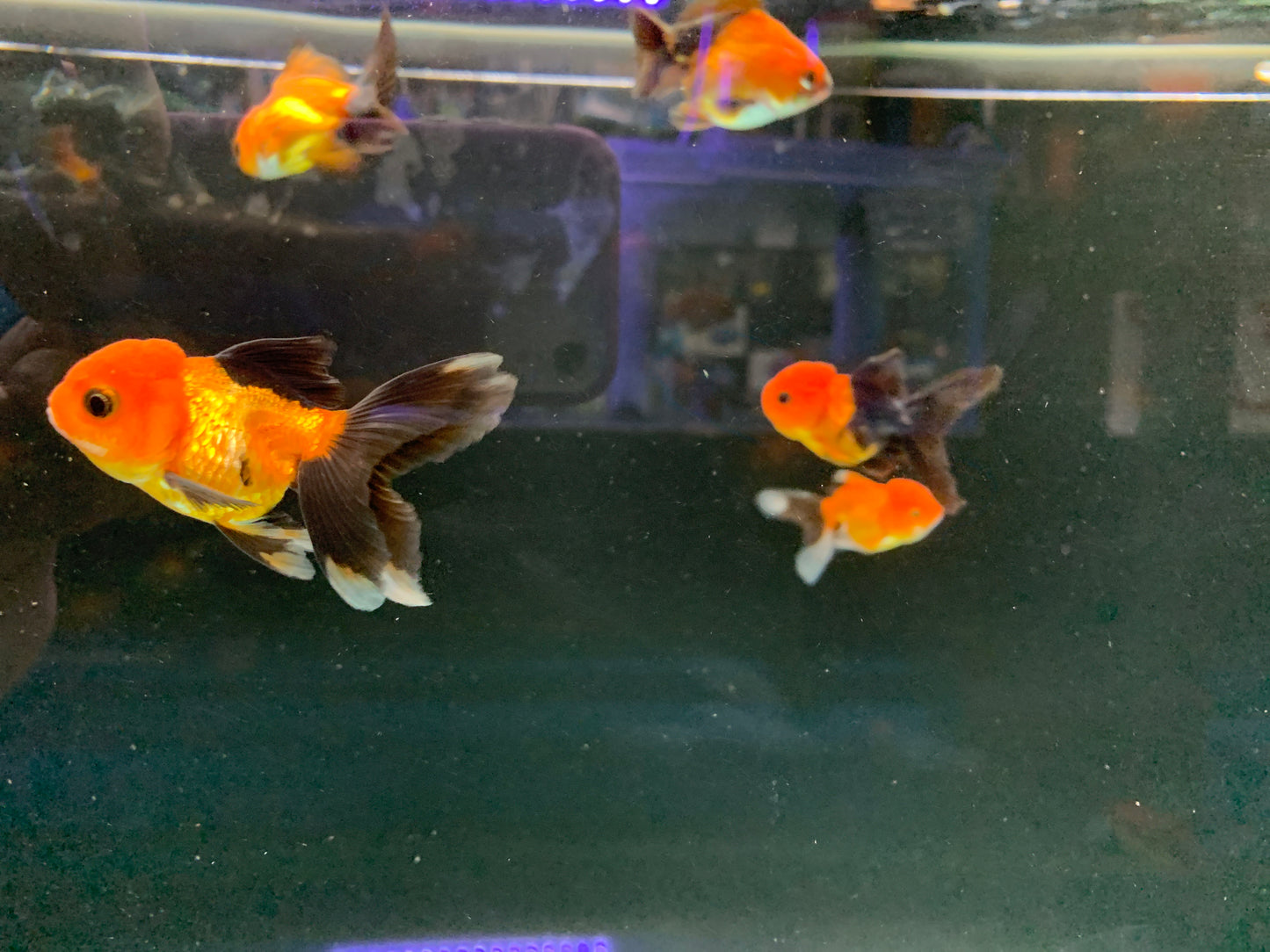 Oranda