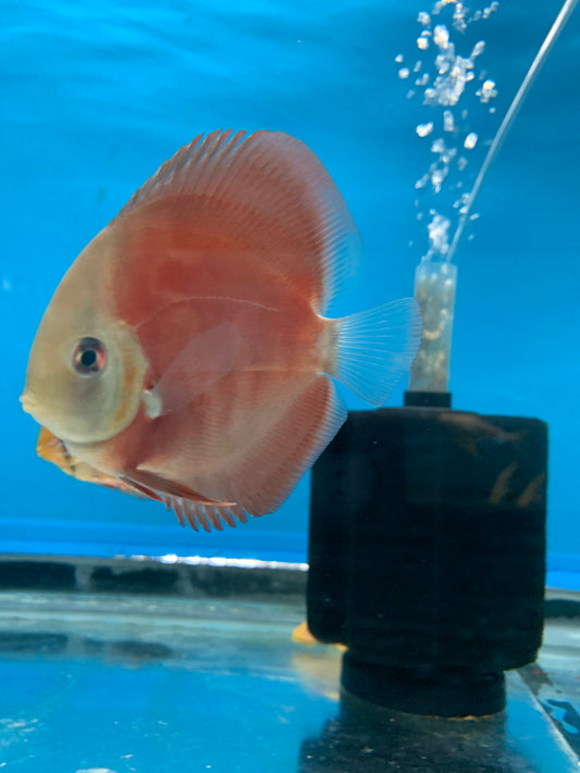 Rose red Discus