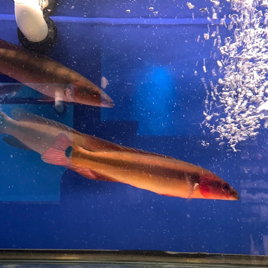 Crenicichla Atabapo