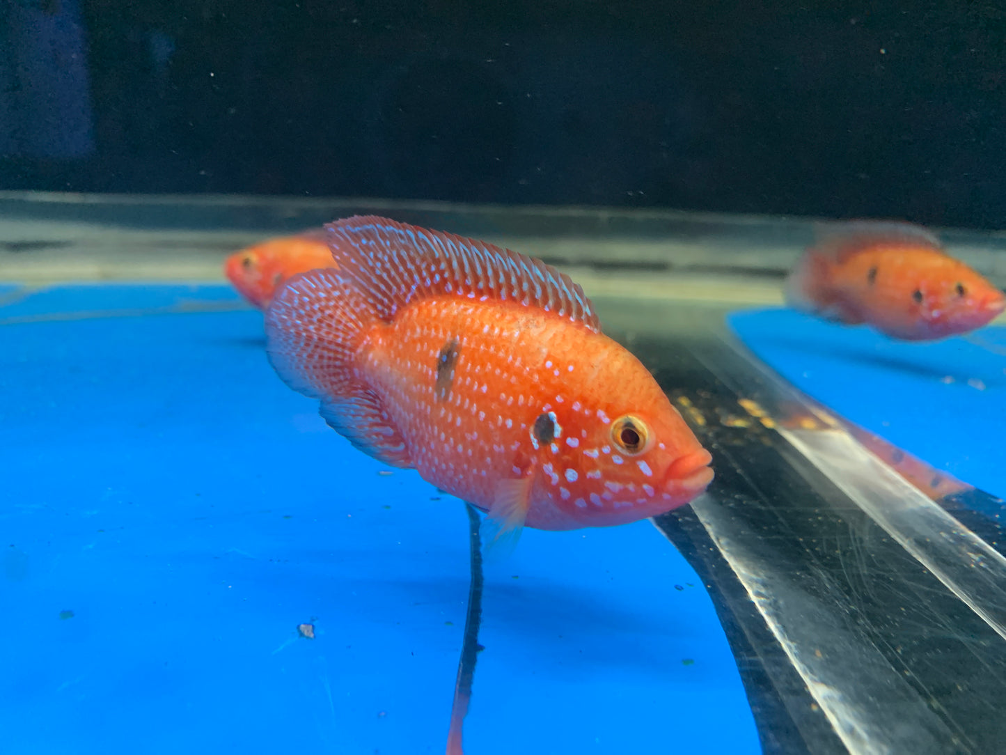 Blood Jewel Cichlid