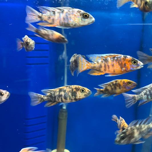 Assorted African Cichlids 2