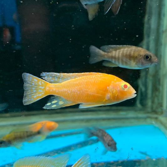 Assorted African Cichlids